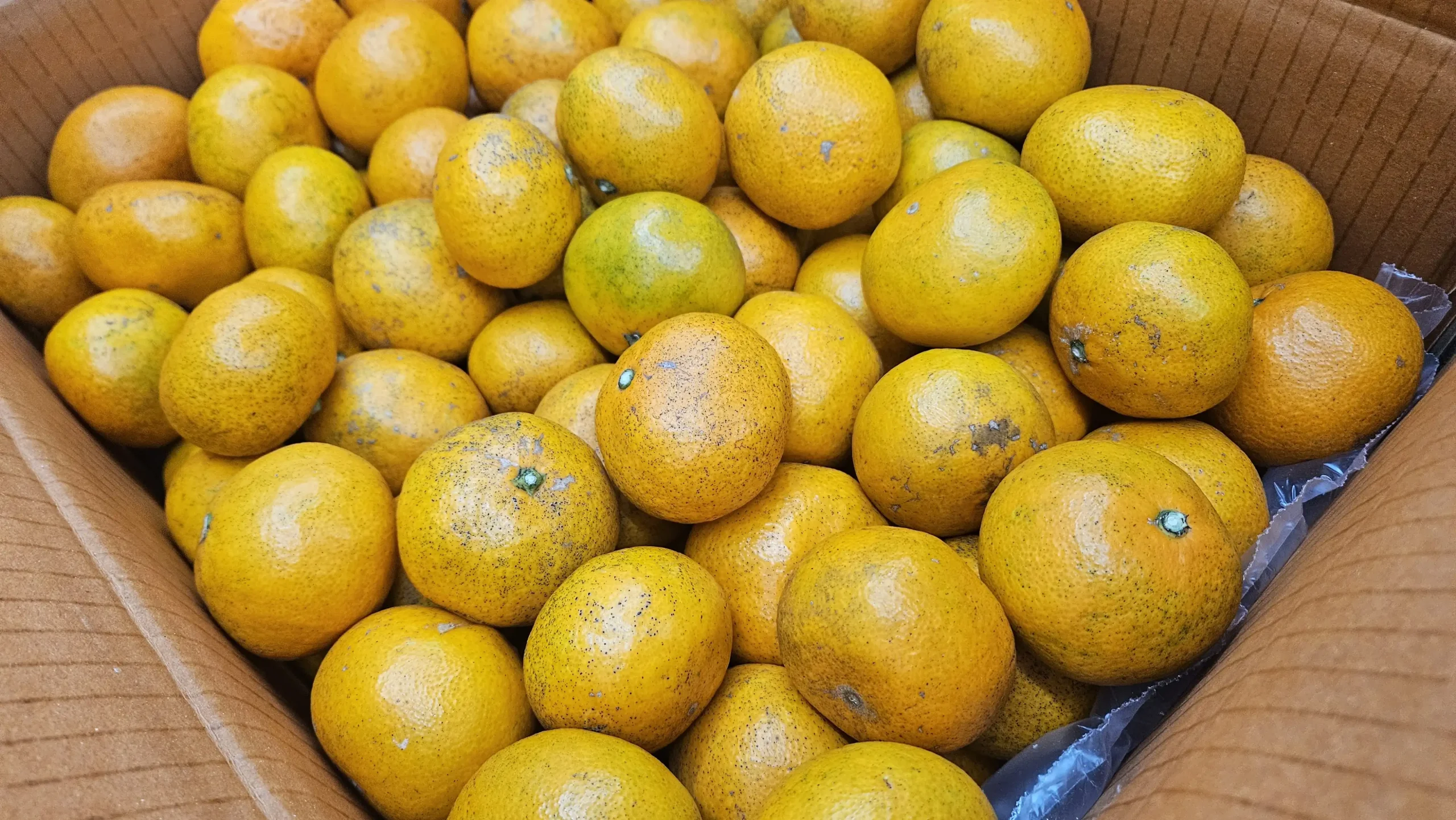 디무브 간식 노지 귤